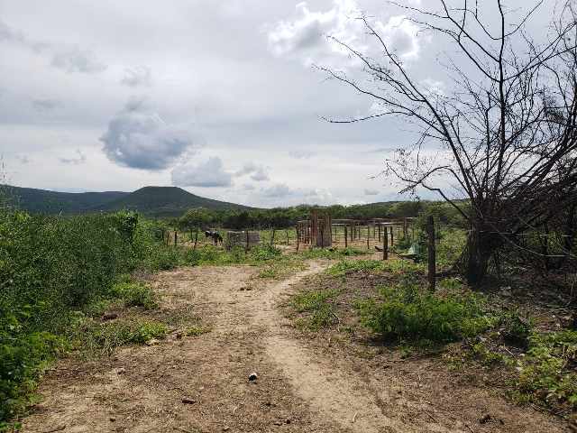 Foto 1 - Fazenda com gado- pasto-muita agua- muito capim